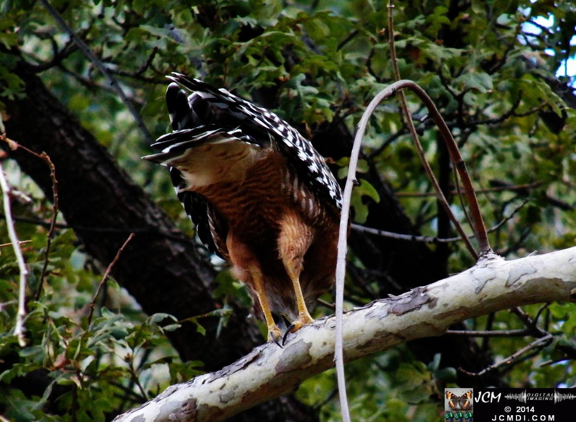 Still image of Red-Shouldered Hawk eating an Alligator Lizard � from the YouTube video